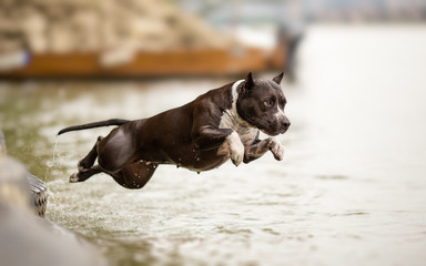 American Staffordshire Terrier in jump