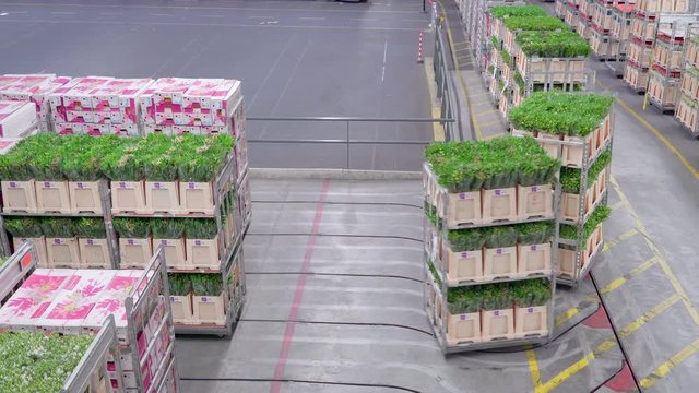 1143_Sectioning_of_the_flower_carts_inside_the_warehouse.mov