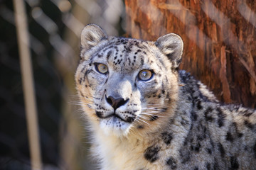 Snow leopard in captivity