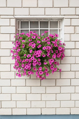 Fototapeta na wymiar Window Flowering, Serbia