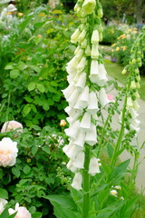 白のジギタリス　シルバーフォックス