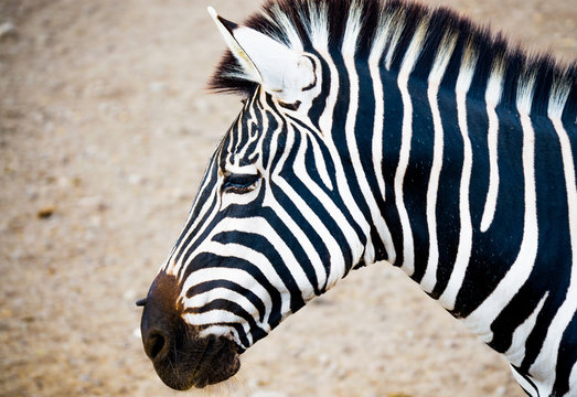 close up side view of a zebra