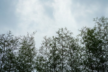 창덕궁 후원 (Changdeokgung Secret Garden)