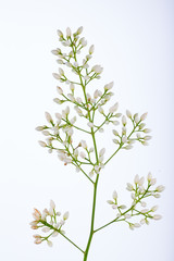 Plant Study