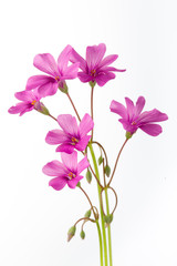 Fototapeta na wymiar Little Pink Flowers