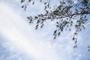 Pine tree with blue sky in down view for background