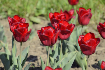 Obraz premium Red flowers of tulips on a flower bed. A flower bed with tulips