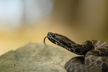 Massauage rattler