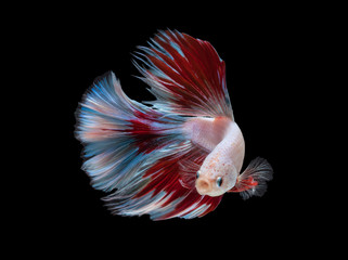 Obraz premium white red fighting fish on black background with clipping path
