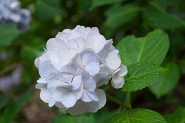紫陽花