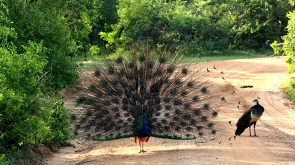 Crédence de cuisine en verre imprimé Paon female  peacock is watching male peacock opening its tail  