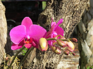 Magenta Orchid 