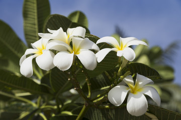flower of white color on a background of greenery