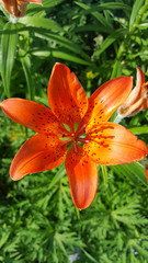 Obraz premium Orange lily