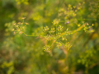 Green Plant Up Close