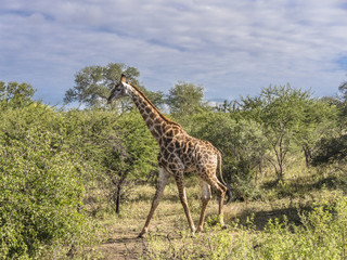 Giraffe Walking Among the Trees-Kruger National Park