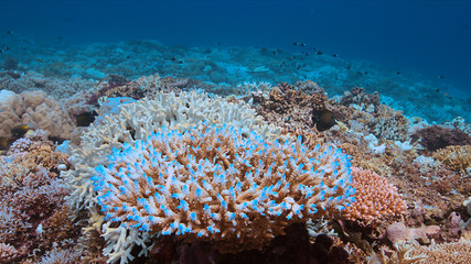 Coral bleaching occurs when sea surface temperatures rise.
