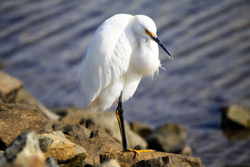 Egret at waters edge