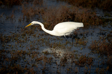 Heron hunting in marsh