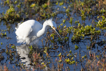 Egret hunting in marsh