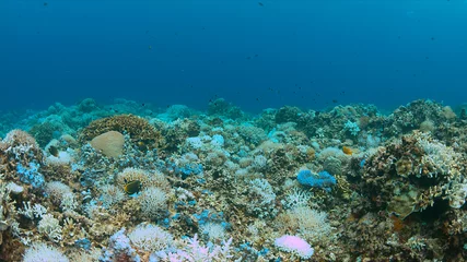 Coral bleaching occurs when sea surface temperatures rise. © sabangvideo