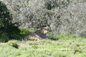 Lion, South Africa