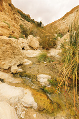 Ein Gedi Nature Reserve.
