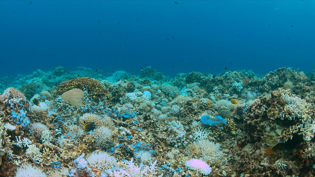 Fototapeta Coral bleaching occurs when sea surface temperatures rise.