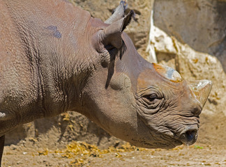 Fototapeta premium rhinoceros