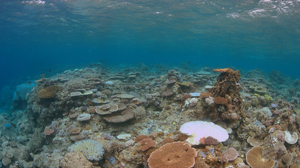 Coral bleaching occurs when sea surface temperatures rise.