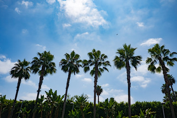 Plakat Palm Trees