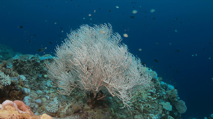 Fototapeta na wymiar Coral bleaching occurs when sea surface temperatures rise.