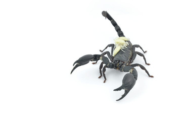 Black scorpion and white larva.