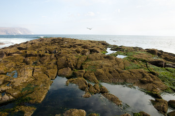 Alacran Island - Arica - Chile