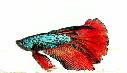 siamese fighting fish   