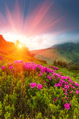 Beautiful sunset in the spring mountains. View of  hills, covered with fresh blossom rododendrons.