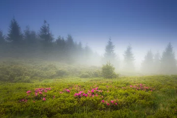 Fotobehang Lente Beautiful landscape in the spring mountains. View of  smoky hills, covered with fresh blossom rododendrons.  