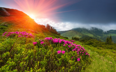 Beautiful sunset in the spring mountains. View of  hills, covered with fresh blossom rododendrons. Panoramic landscape.
