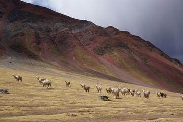 Alpacas