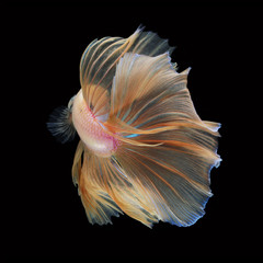Halfmoon Betta on black background. Beautiful fish. Swimming flutter tail flutter.