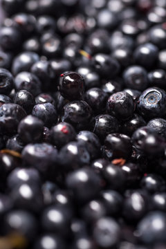 Blueberry background. Ripe and juicy fresh picked blueberries closeup