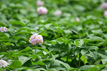 じゃがいもの花