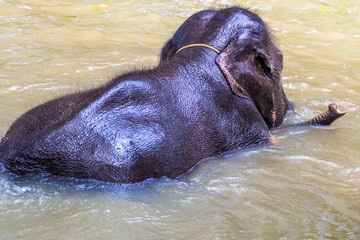 Elefant badet im Pool