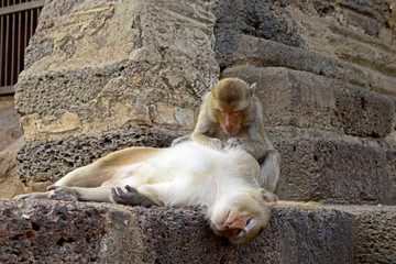Monkey