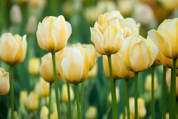 Obraz premium Flowering field of flowers of yellow tulips
