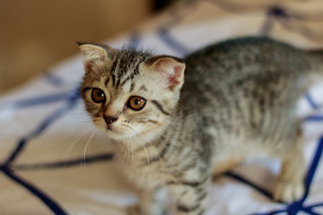 cat kitten looking for mom