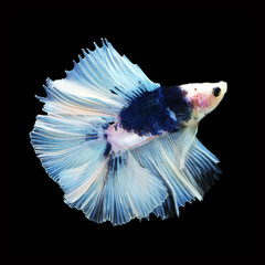 Doubletail Betta on black background. Beautiful fish. Swimming flutter tail flutter.