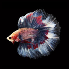 Doubletail Betta on black background. Beautiful fish. Swimming flutter tail flutter.
