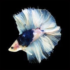 Doubletail Betta on black background. Beautiful fish. Swimming flutter tail flutter.