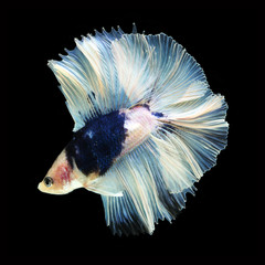 Doubletail Betta on black background. Beautiful fish. Swimming flutter tail flutter.